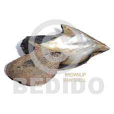 Ra unpolished brownlip shells asstd