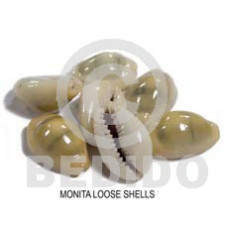 Loose monita shells no