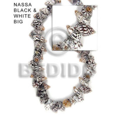 Nassa black and white