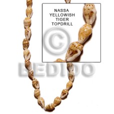 Yellowish tiger nassa topdrill