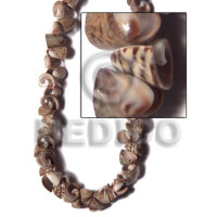 Everlasting olive shell