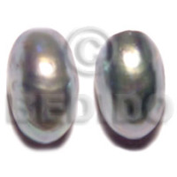 Nautilus shell earrings