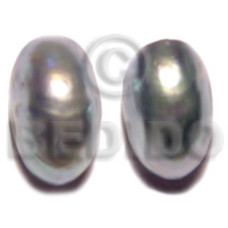 Nautilus shell earrings