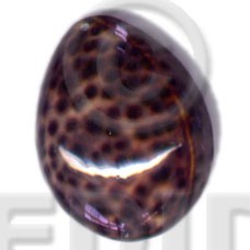Tiger cowrie oval hunchback