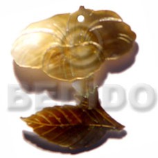 35mm brownlip flower 35mm brownlip flower