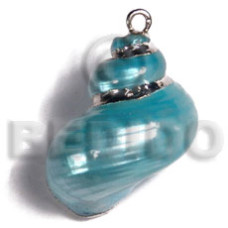 Turquoise turbo shell approx.