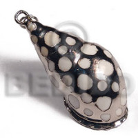 Casis fela family shell approx.