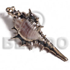 Koriosos family shell approx.