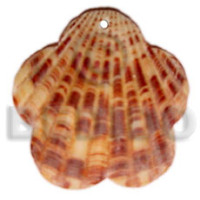 Piktin scallop